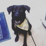 pet-supply-hudson-angels-pet-world-hudson-wi-riverfalls-4
