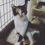 pet-supply-hudson-angels-pet-world-hudson-wi-riverfalls-8