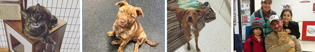 Adopt_Dog_Rescue_Cat_Rescue_Angels_Pet_World_Banner