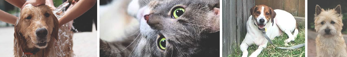 Helping-hands-for-pets-dog-rescue-Angels_Pet_World_Banner