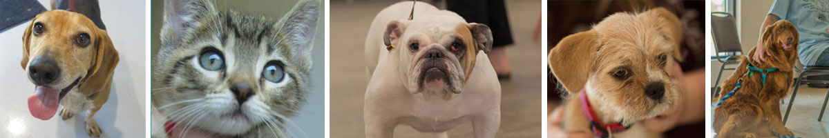 humane-society-dog-rescue-Angels_Pet_World_Banner