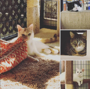 adoptable-cats-hudson-wi-angels-pet-world